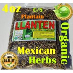 Llanten, lantén Mayor, Plantago major  